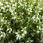 Salvia officinalis 'Albiflora' GM P9