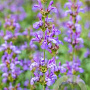 Salvia officinalis 'Grete Stoelzle' GM P9