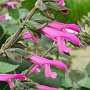 Salvia Pink Amistad GM P9