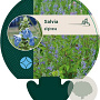 Salvia uliginosa GM P9