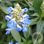 Salvia uliginosa GM P9