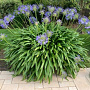 Agapanthus africanus GM P9