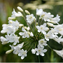 Agapanthus 'White Star' GM P9