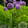 Allium 'Globemaster' GM P9