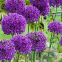 Allium 'Purple Sensation' GM P9