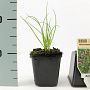 Allium schoenoprasum GM P9