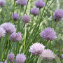 Allium schoenoprasum GM P9