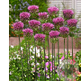 Allium sphaerocephalon GM P9