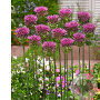 Allium sphaerocephalon GM P9