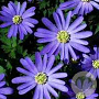 Anemone blanda GM P9
