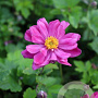 Anemone h. 'Prinz Heinrich' GM P9