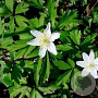 Anemone nemorosa GM P9