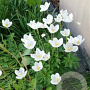 Anemone sylvestris GM P9