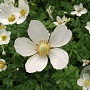 Anemone sylvestris GM P9