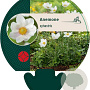 Anemone sylvestris GM P9