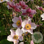 Anemone tomentosa GM P9