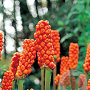 Arum italicum GM P9