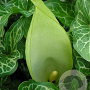 Arum maculatum GM P9