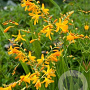Crocosmia 'Yellow Sunshine' GM P9