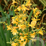 Crocosmia 'Citronella' GM P9