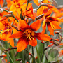 Crocosmia 'Emily McKenzie' GM P9
