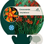 Crocosmia 'Emily McKenzie' GM P9