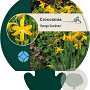 Crocosmia 'George Davidson' GM P9