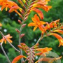 Crocosmia masoniorum GM P9