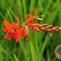 Crocosmia masoniorum GM P9