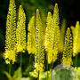 Eremurus stenophyllus ssp. Bungei GM P9