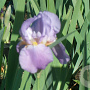 Iris (G) 'Alcazar' GM P9