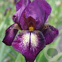 Iris (G) 'Attention Please' GM P9