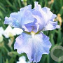 Iris (G) 'Babbling Brook' GM P9