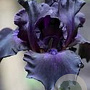 Iris (G) 'Black Knight' GM P9