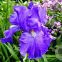 Iris (G) 'Blue Suede Shoes' GM P9