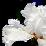 Iris (P) 'Bright White' GM P9