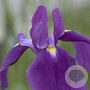 Iris ensata GM P9