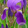 Iris germanica GM P9