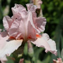 Iris germanica 'Cherubs Smile' GM P9