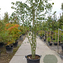Acer davidii 350-400 cm container meerstammig