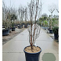 Acer griseum 150-175 cm cont. 55L meerstammig