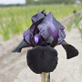 Iris germanica 'Helen Proctor' GM P9