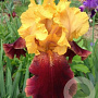 Iris germanica 'Supreme Sultan' GM P9