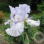 Iris (G) 'Glacier' GM P9