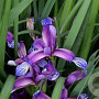 Iris graminea GM P9