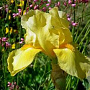 Iris (G) 'Helge' GM P9