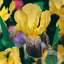 Iris (G) 'Helge' GM P9