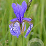 Iris (G) 'Nightfall' GM P9