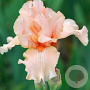 Iris (G) 'Pink Horizon' GM P9