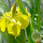 Iris pseudacorus GM P9